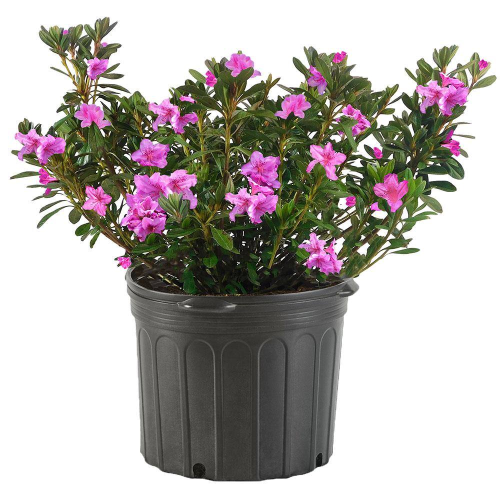 2.25 Gal. Karen Azalea Shrub with Rich Lavender-Purple Blooms and Green ...