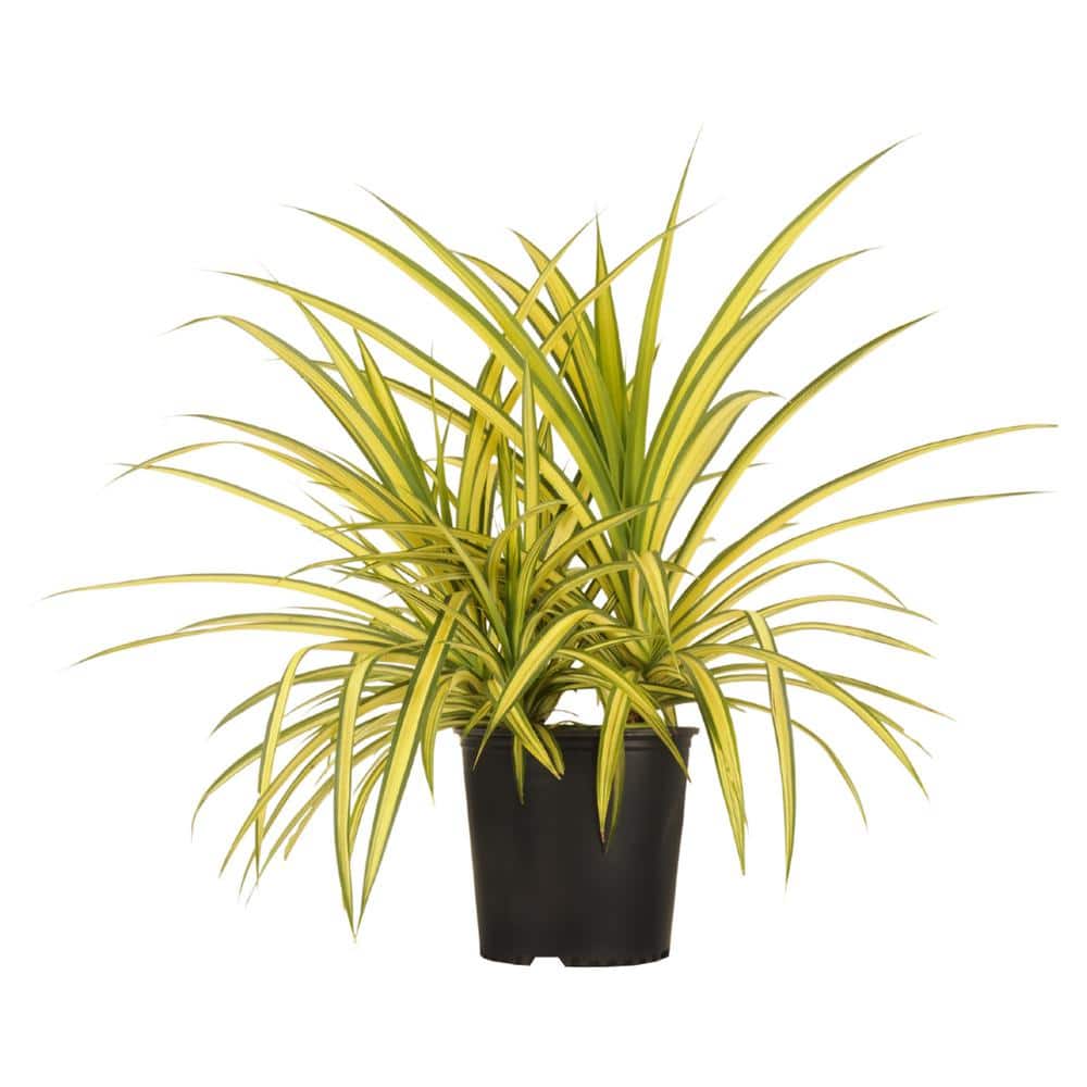 United Nursery 26 In To 32 In Tall Gold Striped Screwpine Pandanus Live Indoor Plant Shipped In 9 25 In Grower Pot 23140 The Home Depot