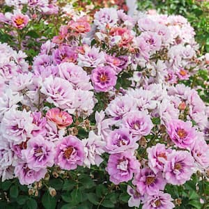 Easy On The Eyes Shrub Rose, Dormant Bare Root Plant with Lavender and Pink Color Flowers (1-Pack)