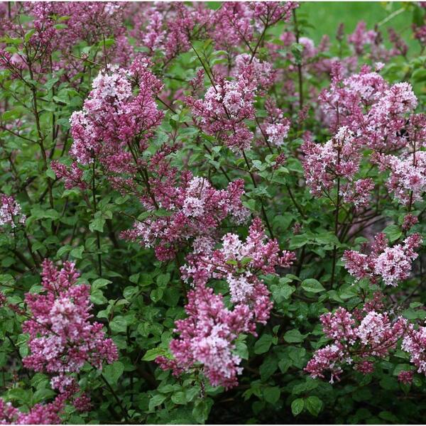 PROVEN WINNERS 3 Gal. Scent and Sensibility Pink Syringa ColorChoice Lilac Shrub