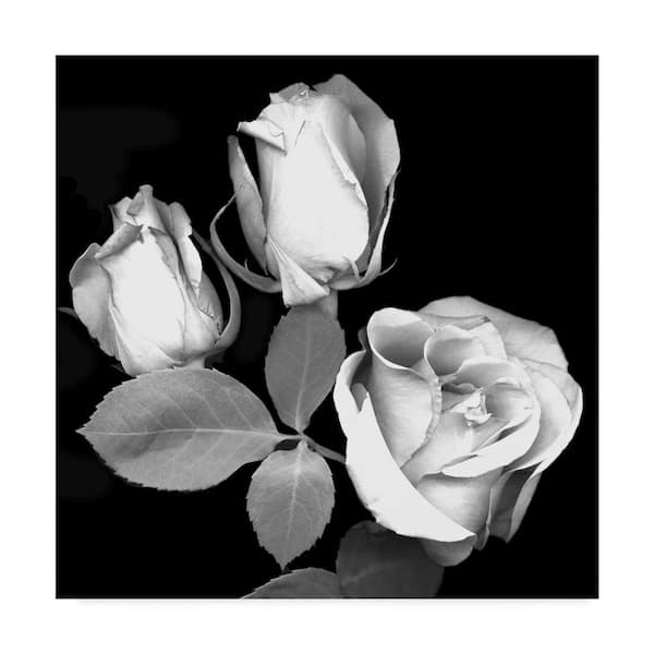 Trademark Fine Art Susan S. Barmon 'Three Roses Black And White' Canvas Unframed Photography Wall Art 14 in. x 14 in