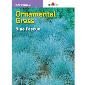 Blue Fescue Ornamental Grass Seed