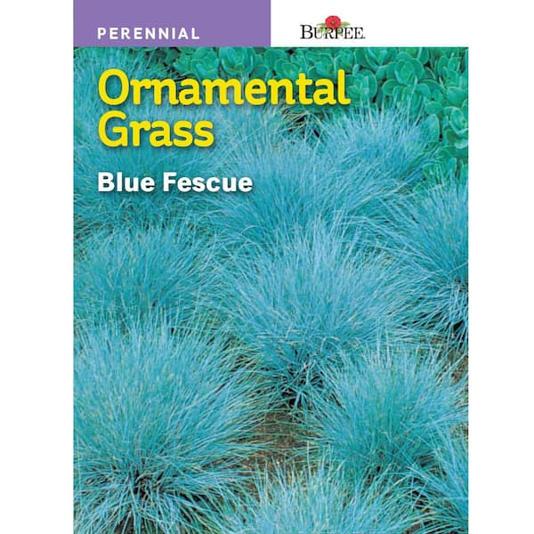 Burpee Blue Fescue Ornamental Grass Seed