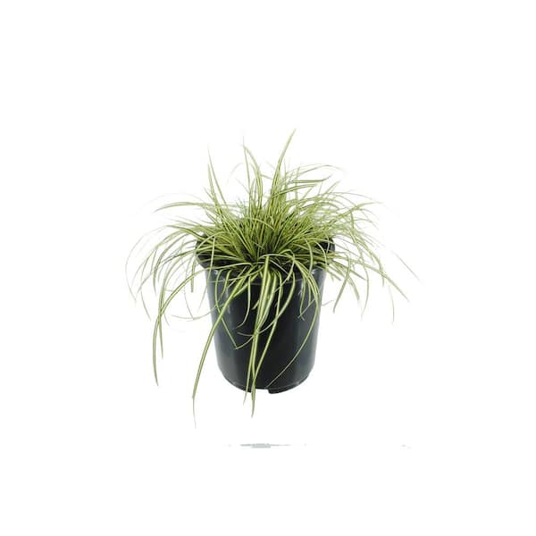 Unbranded 2.5 Qt. Grass Carex Oshimensis Evergold