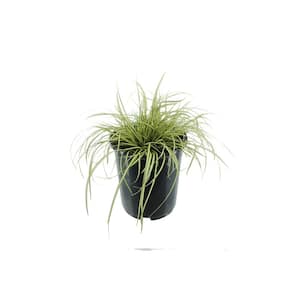2.5 QT. Grass Carex oshimensis Evergold- (2-Pack)