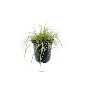 Perennial Grass Carex Oshimensis Evergold 2.5 Qt. 4-Pack