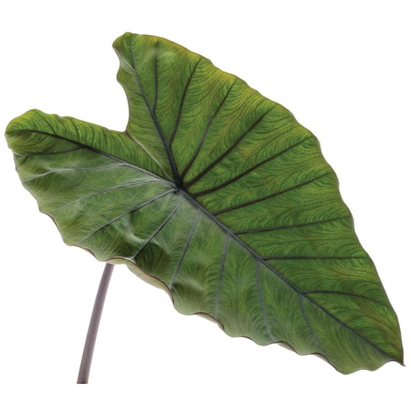 PROVEN WINNERS 1 Gal. Royale. Heart of the Jungle Elephant's Ear Live Annual  Plant, Green Foliage (1-Pack) CLCPRW1047100 - The Home Depot