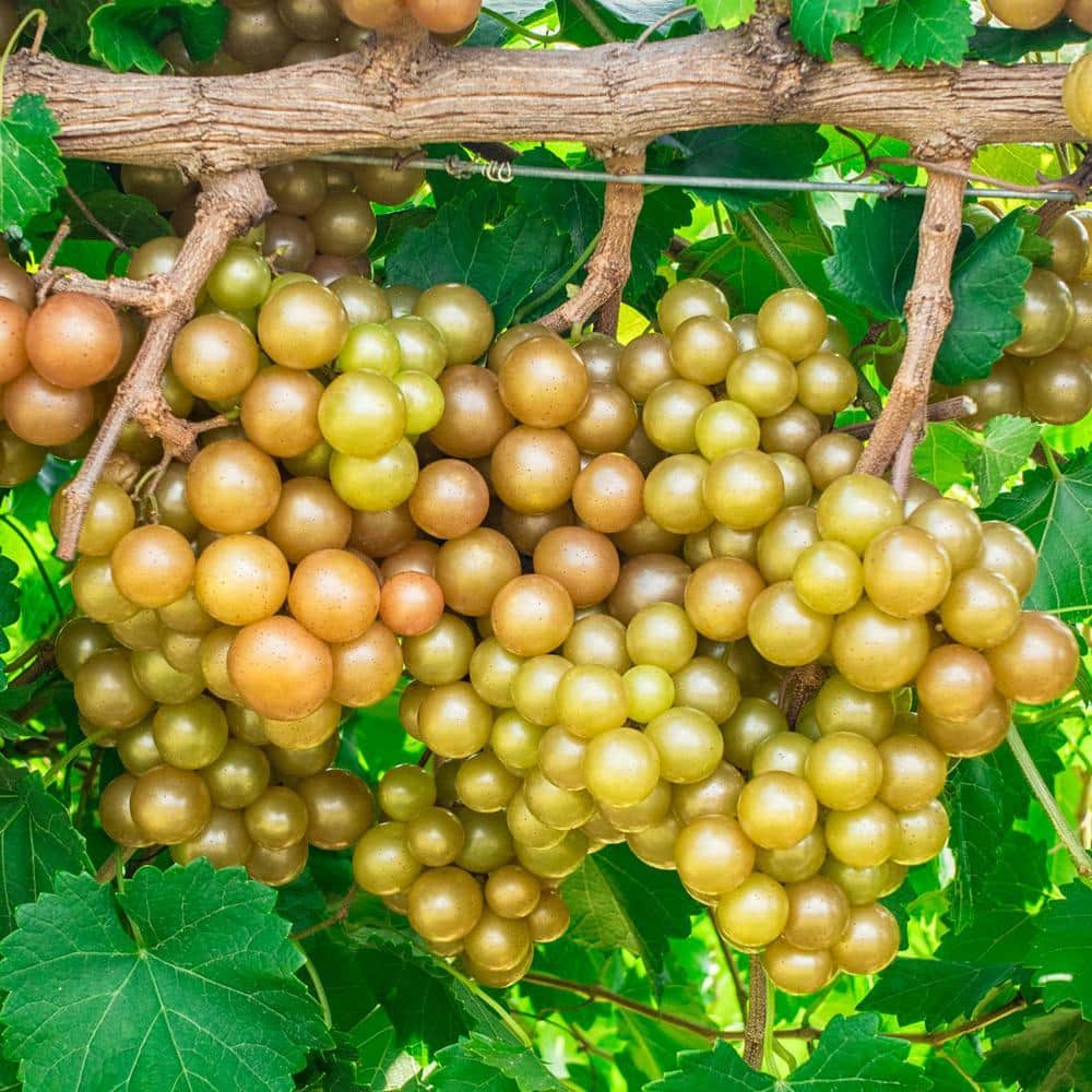 Gurney's 4 In. Oh My Grape Vine Vitis Live Potted Fruiting Plant