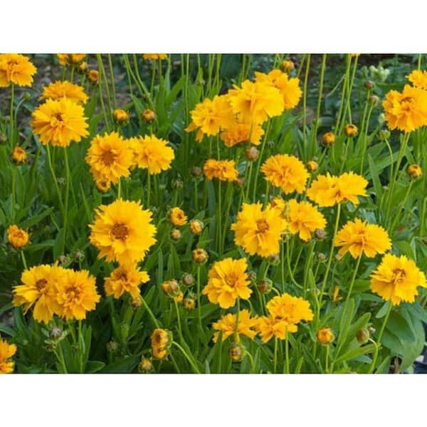 BELL NURSERY 2.5 Qt. Yellow Tickseed (Coreopsis) Live Flowering Perennial Plant