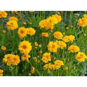 1 Qt. Yellow Tickseed Plant Live Flowering Perennial Plant (4-Pack)
