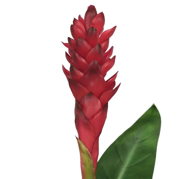 31 in. Real Touch Red Artificial Ginger Flower Stem Tropical Spray with Leaf (Set of 2)
