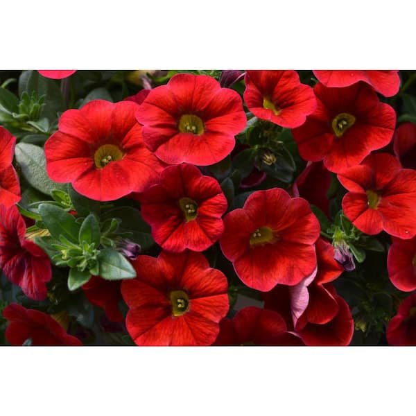 PROVEN WINNERS 1 Qt. Superbells Red Calibrachoa Plant