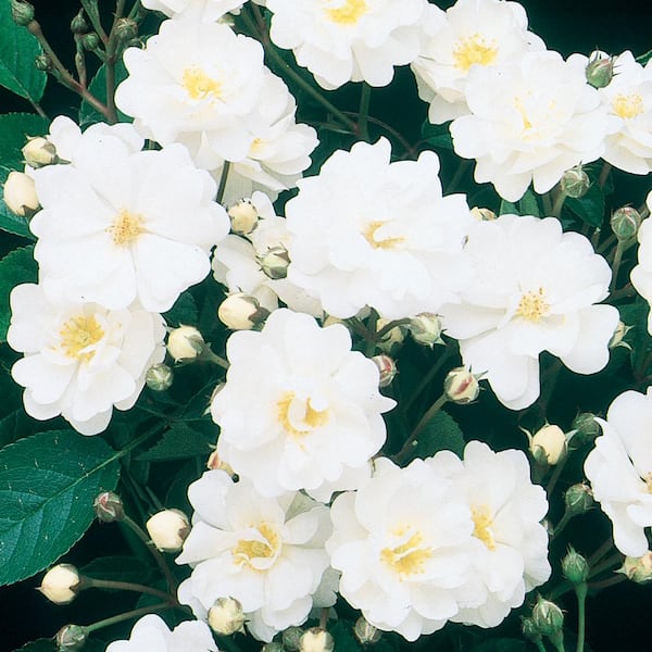 Gourmet Popcorn White Flowering Shrub Rose Bush Dormant Bare Root Starter Plant (1-Pack)