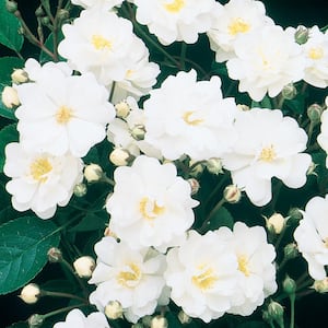 Gourmet Popcorn Shrub Rose, Dormant Bare Root Plant with White Flowers (1-Pack)