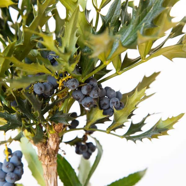 2.5 qt. Beijing Beauty Mahonia, Live Evergreen Shrub, Bright Yellow Flowers