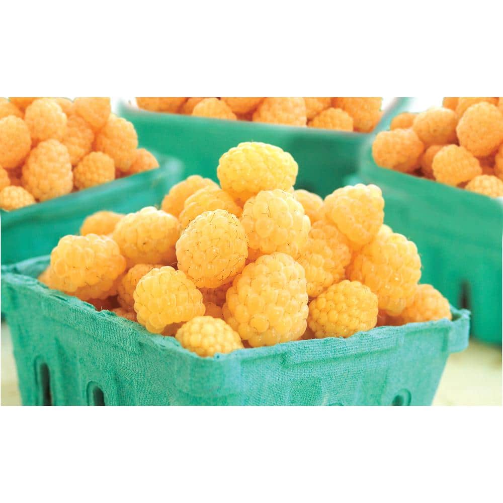 Gurney's Anne Raspberry Bush Deciduous Dormant Bare Root Starter Plant