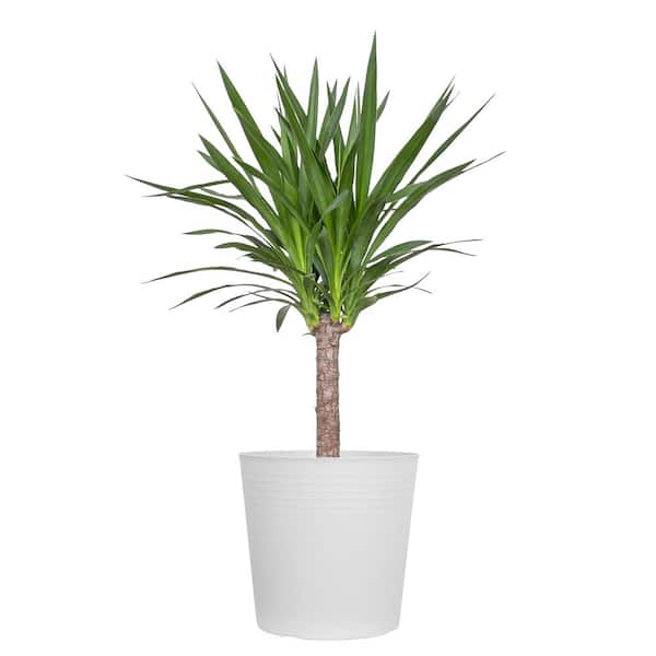 United Nursery Yucca Cane Plant in 10 inch White Decor Pot