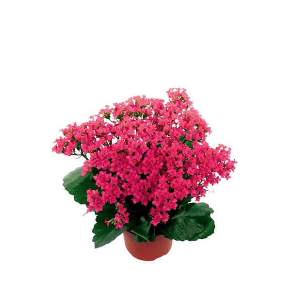 Costa Farms Pink Kalanchoe Outdoor Flowers in 1 Qt. Grower Pot, Avg. Shipping Height 10 in. Tall (4-Pack)