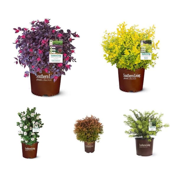 2.5 Qt Loropetalum, Ligustrum, 2 Gal Gardenia, Arborvitae, Plum Yew Combo