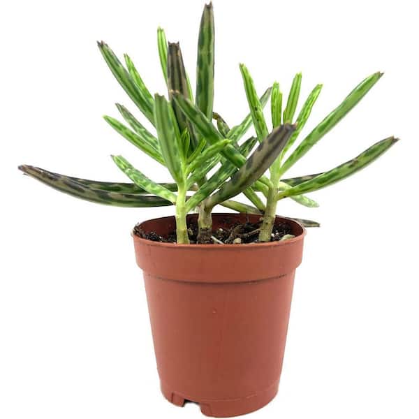 Wekiva Foliage Kalanchoe Mother of Millions-Live Plant in a 2 in.  Pot-Kalanchoe Tubiflora-Cacti Succulent Houseplant KalanMoM2x1 - The Home  Depot