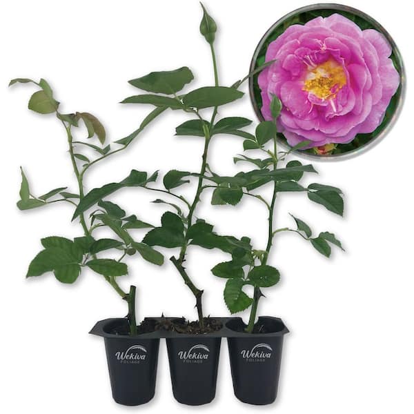 Arctic Blue Rose Bush-3 Live Starter Plants in 2 Inch Pots-Beautifully Fragrant Rose from Florida