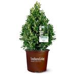 3 Gal. Oakland Holly Plant with Bright Green Foliage