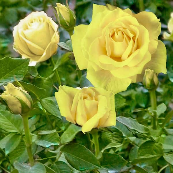 national PLANT NETWORK Bare Root Rose Oregold with Yellow Flowers