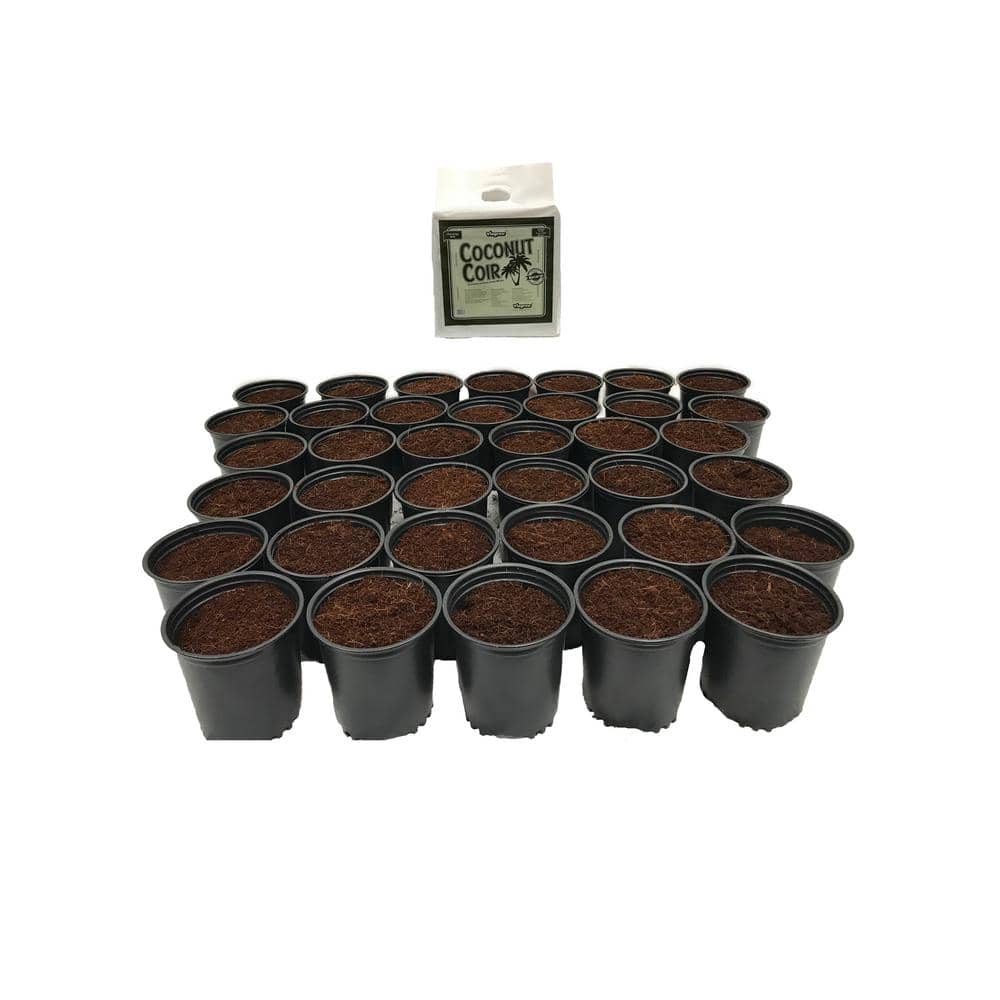 Viagrow 1/2 Gallon Nursery Pots, 0.62 Gal/2.37 Liters/144cu in.  48-Pack(並行輸入)