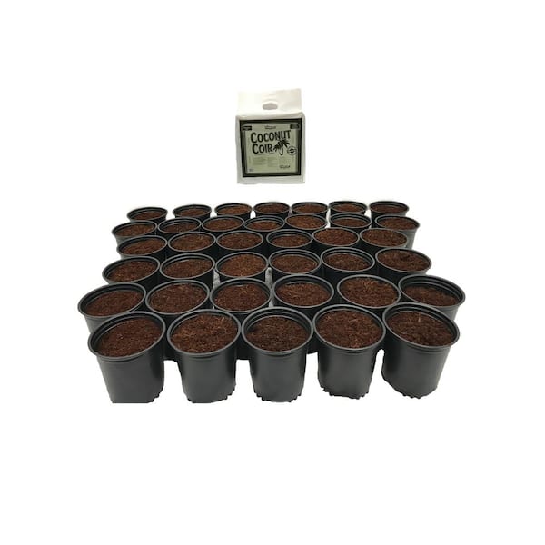 Viagrow 2 qt. Plastic Nursery Trade Pots with Coconut Coir Growing Media (50-Pack), Black