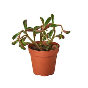 Peperomia Ruby Glow (Peperomia graveolens) Plant in 4 in Grower Pot