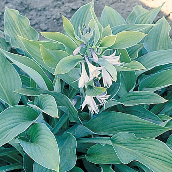 Vigoro 1 Gal Stained Glass Hosta Plant 7058 The Home Depot