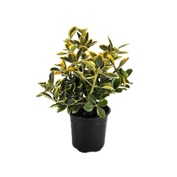 Alder & Oak #5 Container Edward Goucher Abelia Shrub (2-Pack