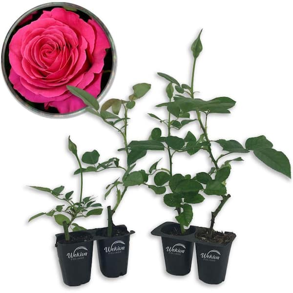 Miss All American Beauty Rose Bush