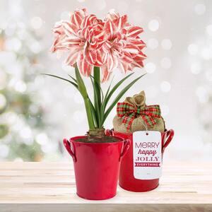 26/28cm Dancing Queen Double Amaryllis Bulb Gift Kit with Red Container