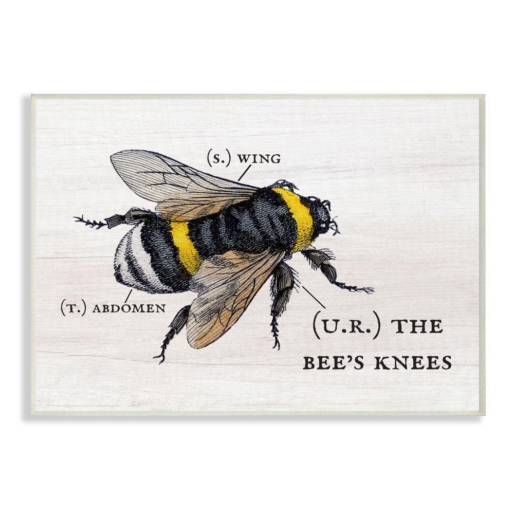 The Stupell Home Decor Collection Anatomy of Honey Bee Pun Charming Bee's  Knees by Daphne Polselli Floater Frame Animal Wall Art Print 17 in. x 21  in. ac-252_ffb_16x20 - The Home Depot