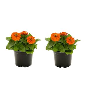 3 qt. Zinnia Orange Annual Plant (2-Pack)
