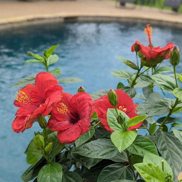 PROVEN WINNERS 2 Gal. Hot Shot Hibiscus Shrub 17225 - The Home Depot