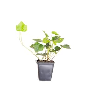 English Ivy 3 1/4 in. Pots (54-Pack) - Live Groundcover Vine