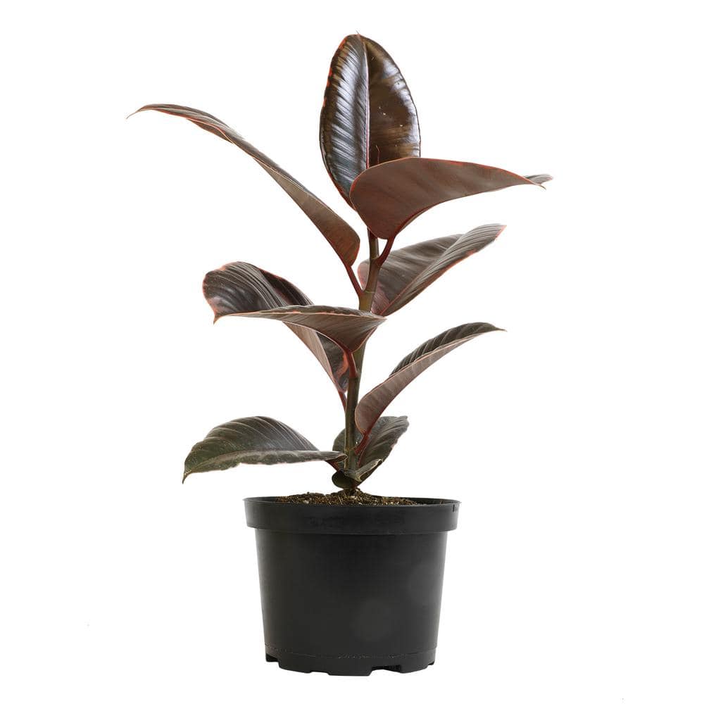 Ruby Ficus Rubber Tree in Black Plastic Planter