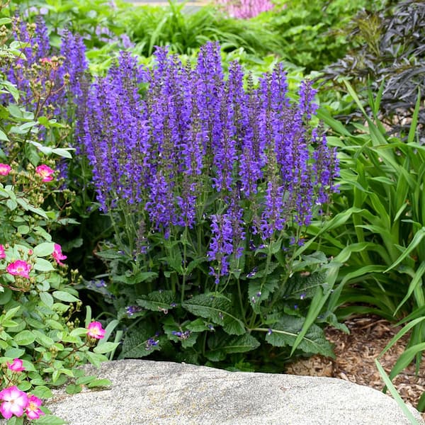 DIRECT GARDENING Indiglo Girl Blue Flowering Salvia Dormant Bare Root Perennial Starter Plant (1-Pack)