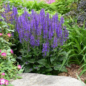 Indiglo Girl Salvia Live Bareroot Perennial Plant Flowers Blue (1-Pack)