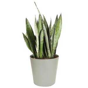 Grower's Choice Snake Plant (Sansevieria) in 10 in. Gray Decor Pot