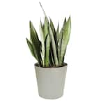 Grower's Choice Sansevieria Indoor Snake Plant in 10 in. Gray Décor Pot, Avg. Shipping Height 1-2 ft. Tall