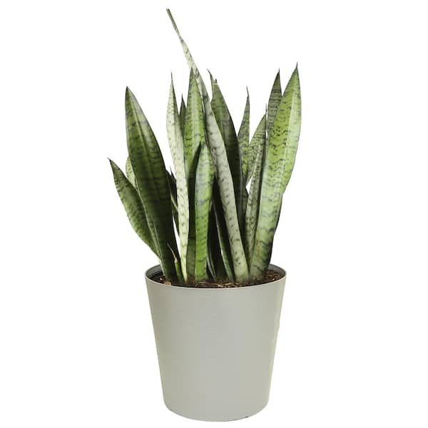 Costa Farms Grower's Choice Sansevieria Indoor Snake Plant in 10 in. Gray Décor Pot, Avg. Shipping Height 1-2 ft. Tall