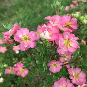 4.5 in. Qt. Happy Face Hearts Potentilla (Fruticosa) Flowering Shrub With Pink, White, and Yellow Flowers