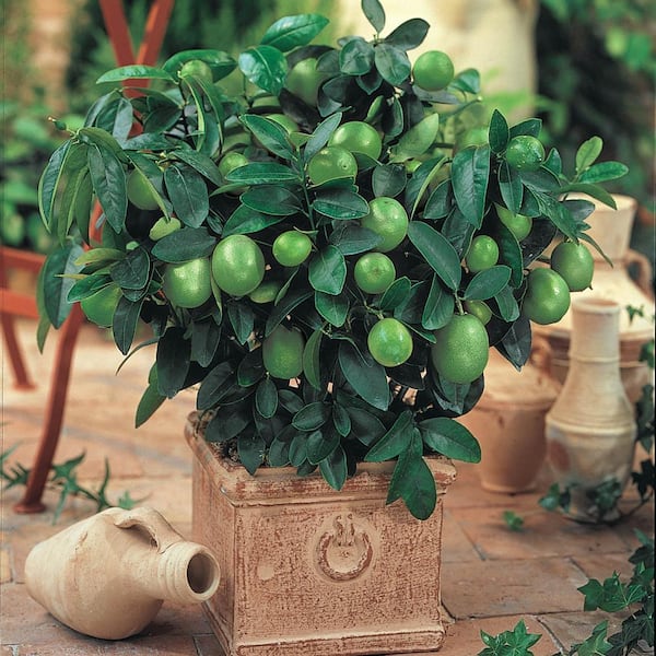 Gurney's 4 in. Pot Dwarf Key Lime Tree Live Tropical Plant White Flowers Mature to Green Fruit