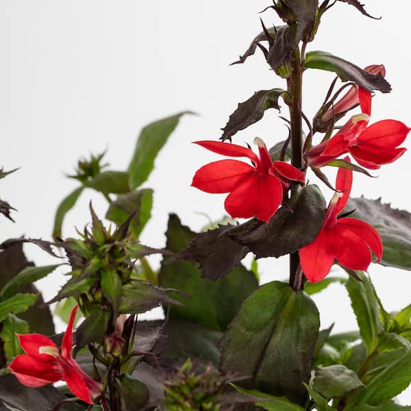 2 Qt. Lobelia Starship Scarlet Red Perennial Plant (3-Pack)