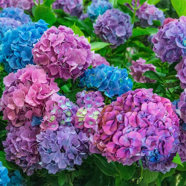 Spring Hill Nurseries 2.25 Gal. Pot, L.A. Dreamin' Hydrangea, Deciduous Flowering Shrub (1-Pack)