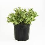 2.25 Gal. Carissa Holly Plant