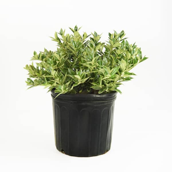 national PLANT NETWORK 2.25 Gal. Carissa Holly Plant